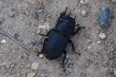 <i>Dorcus parallelipipedus</i>