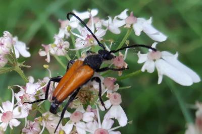 <i>Stictoleptura fulva</i>