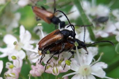<i>Pseudovadonia livida</i>
