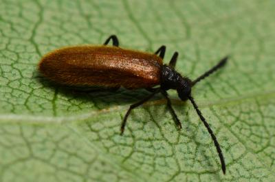 <i>Lagria hirta</i>
