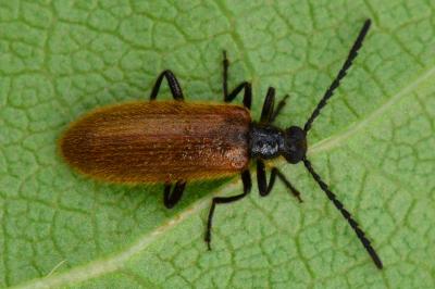 <i>Lagria hirta</i>