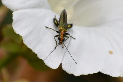 <i>Oedemera nobilis</i>