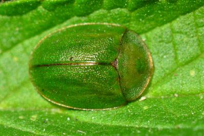 <i>Cassida viridis</i>