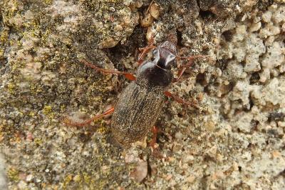 <i>Pseudoophonus rufipes</i>