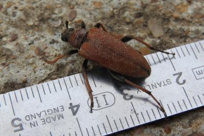 <i>Stictoleptura rubra</i>