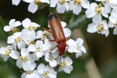<i>Rhagonycha fulva</i>