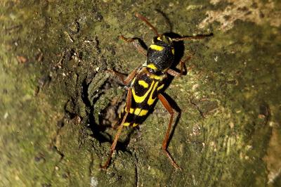 <i>Xylotrechus arvicola</i>