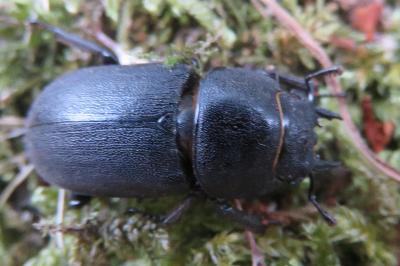 <i>Dorcus parallelipipedus</i>