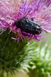 <i>Oxythyrea funesta</i>