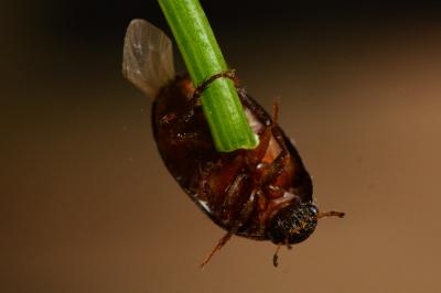 <i>Hydrobius fuscipes</i>