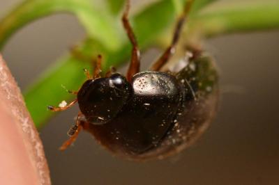 <i>Hydrobius fuscipes</i>