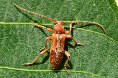 <i>Trichoferus pallidus</i>