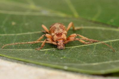 <i>Trichoferus pallidus</i>