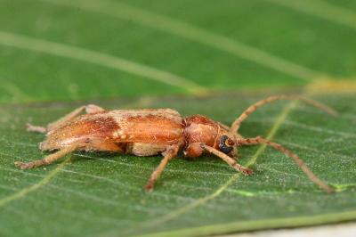 <i>Trichoferus pallidus</i>