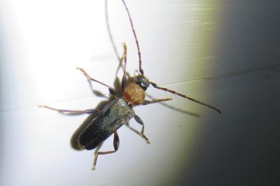 <i>Phymatodes testaceus</i>