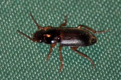 <i>Pseudoophonus rufipes</i>