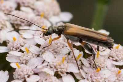 <i>Oedemera podagrariae</i>