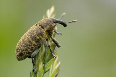<i>Larinus</i>