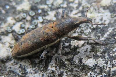 <i>Lixus ochraceus</i>
