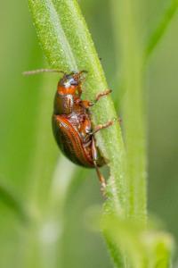 <i>Chrysolina americana</i>