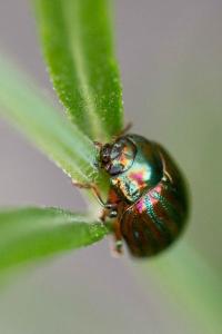 <i>Chrysolina americana</i>