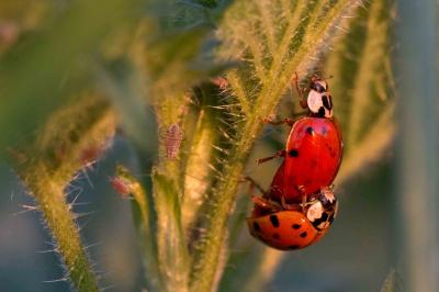 <i>Harmonia axyridis</i>
