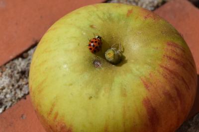 <i>Harmonia axyridis</i>