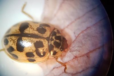 <i>Oenopia conglobata</i>