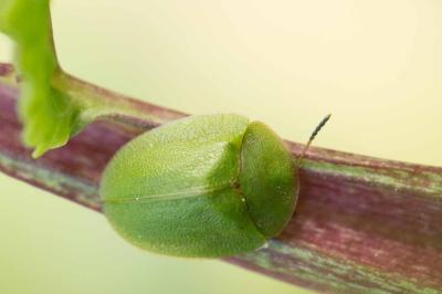 <i>Cassida viridis</i>