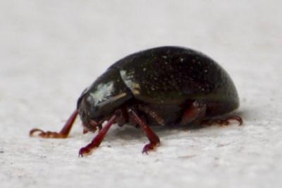 <i>Chrysolina bankii</i>