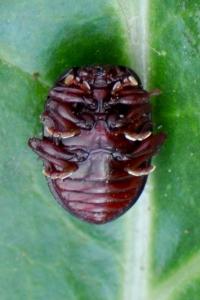 <i>Chrysolina bankii</i>