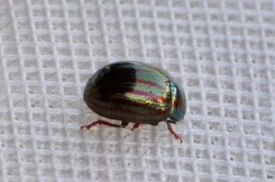 <i>Chrysolina americana</i>