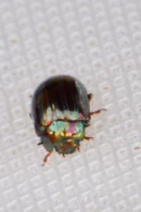 <i>Chrysolina americana</i>