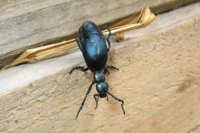 <i>Meloe violaceus</i>