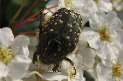 <i>Oxythyrea funesta</i>