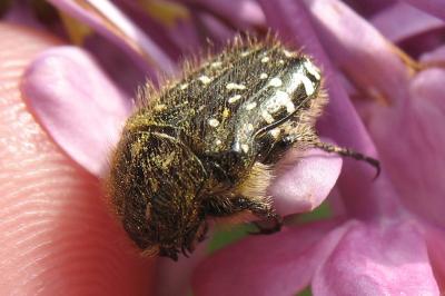 <i>Oxythyrea funesta</i>