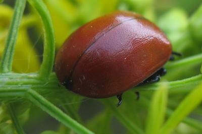 <i>Chrysomela populi</i>