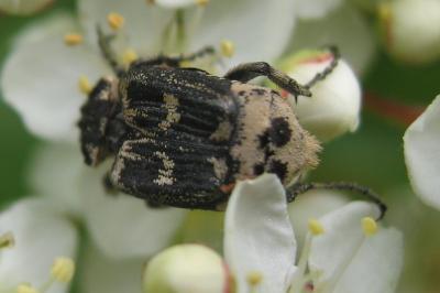 <i>Valgus hemipterus</i>