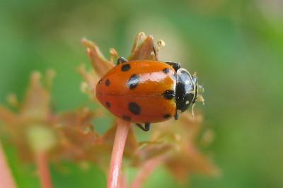 <i>Hippodamia variegata</i>