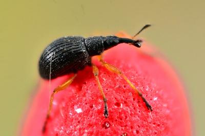 Protapion fulvipes