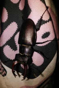 <i>Lucanus cervus</i>