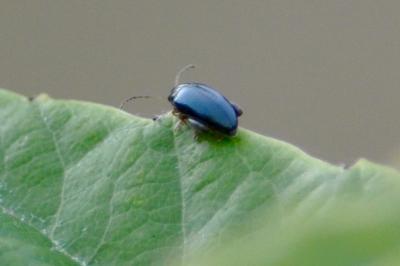 <i>Psylliodes</i>