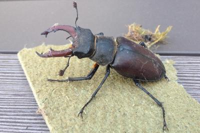 <i>Lucanus cervus</i>