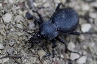 <i>Carabus coriaceus</i>