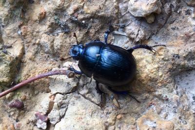 <i>Anoplotrupes stercorosus</i>