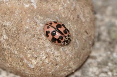 <i>Oenopia conglobata</i>