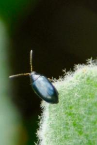 <i>Psylliodes</i>