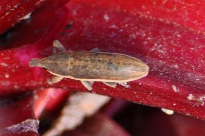 <i>Lixus ochraceus</i>
