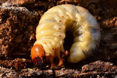 <i>Dorcus parallelipipedus</i>