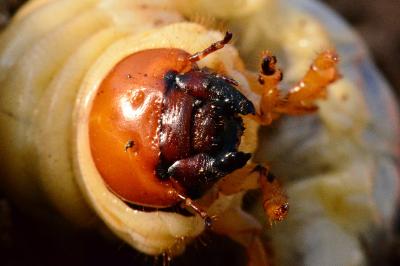 <i>Dorcus parallelipipedus</i>